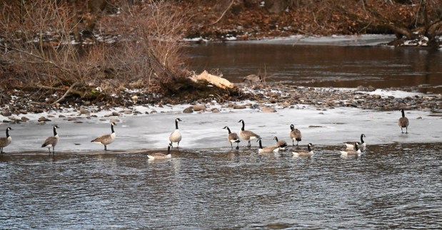 Canada geese perch on melting ice Wednesday, Jan. 7, 2026, as they take a break from swimming in the Lehigh River in Northampton. (Amy Shortell/The Morning Call)