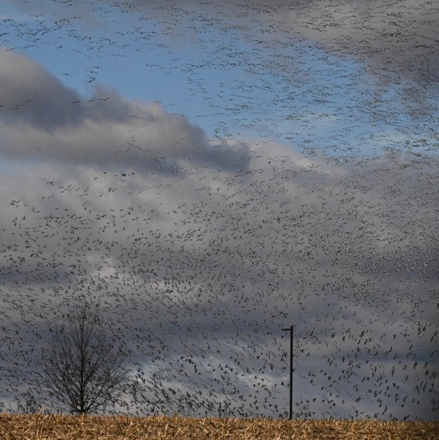 Snow geese take to the sky Wednesday, Jan. 7, 2026, in Allen Township. (Amy Shortell/The Morning Call)