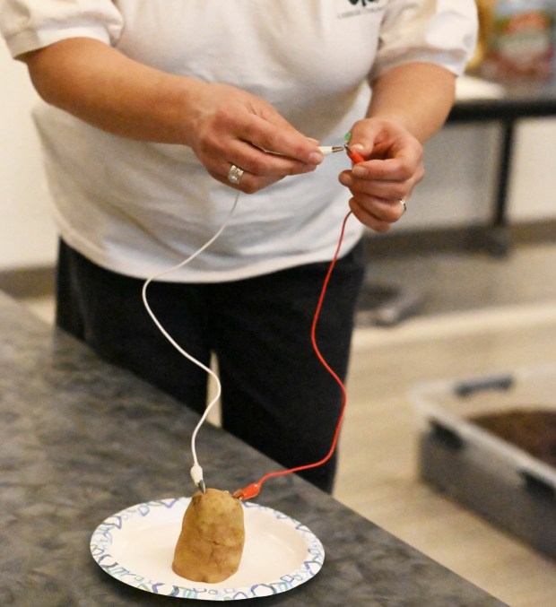 A potato battery activity is seen Tuesday, Jan. 13, 2026, during 4-H at the Library at Parkland Community Library in South Whitehall Township. The program allows children to explore a range of topics through the 4-H curriculum, with each session offering a new theme, such as science experiments and robotics, art projects, healthy living, and agriculture. (Amy Shortell/The Morning Call)