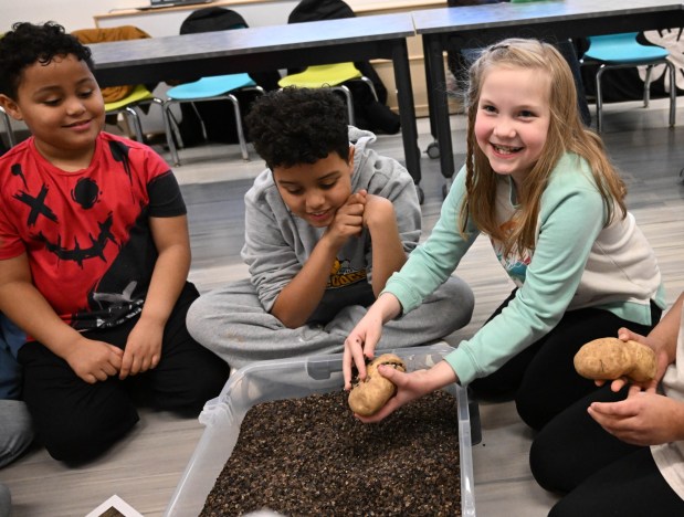 Saylor Roy digs for a potato Tuesday, Jan. 13, 2026, during 4-H at the Library at Parkland Community Library in South Whitehall Township. The program allows children to explore a range of topics through the 4-H curriculum, with each session offering a new theme, such as science experiments and robotics, art projects, healthy living, and agriculture. (Amy Shortell/The Morning Call)