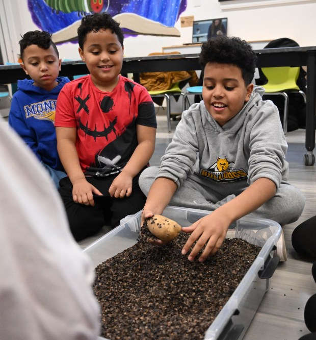 Messiah Carmichael digs for a potato Tuesday, Jan. 13, 2026, during 4-H at the Library at Parkland Community Library in South Whitehall Township. The program allows children to explore a range of topics through the 4-H curriculum, with each session offering a new theme, such as science experiments and robotics, art projects, healthy living, and agriculture. (Amy Shortell/The Morning Call)