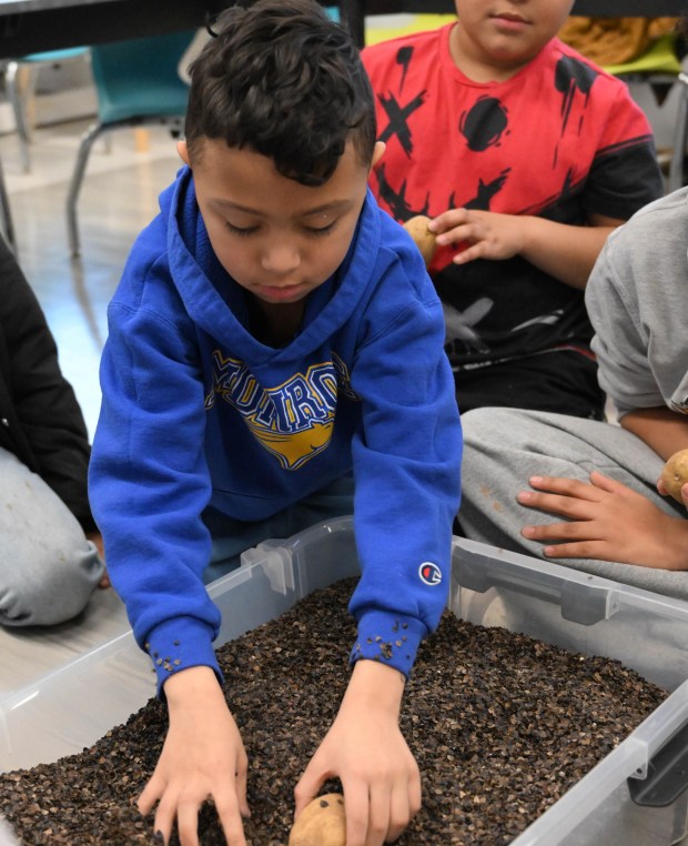 Zion Carmichael digs for a potato Tuesday, Jan. 13, 2026, during 4-H at the Library at Parkland Community Library in South Whitehall Township. The program allows children to explore a range of topics through the 4-H curriculum, with each session offering a new theme, such as science experiments and robotics, art projects, healthy living, and agriculture. (Amy Shortell/The Morning Call)
