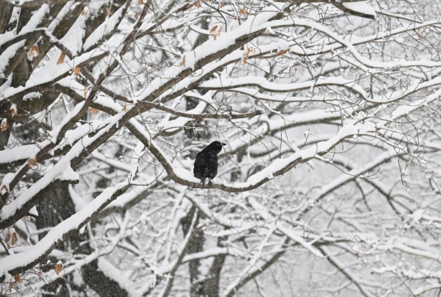 A crow perches in a snow-covered tree Saturday, Jan. 17, 2026, in Northampton. A winter storm dropped several inches of snow across the Lehigh Valley, leading to messy travel conditions.(Amy Shortell / The Morning Call)