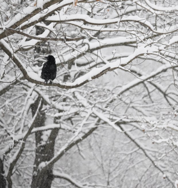 A crow perches in a snow-covered tree Saturday, Jan. 17, 2026, in Northampton. A winter storm dropped several inches of snow across the Lehigh Valley, leading to messy travel conditions.(Amy Shortell / The Morning Call)