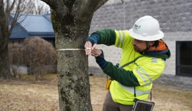 Allentown tree plan: Officials to host community meeting, city survey still open