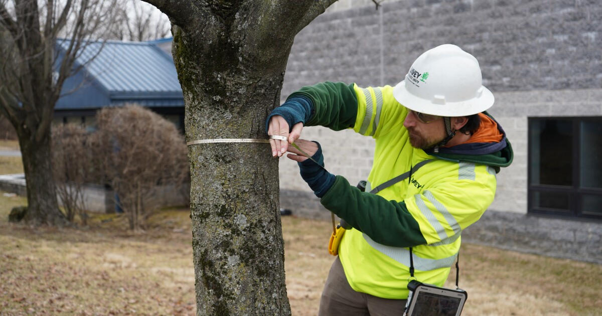 Allentown tree plan: Officials to host community meeting, city survey still open