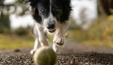 Emmaus Animal Food Bank to Move Locations