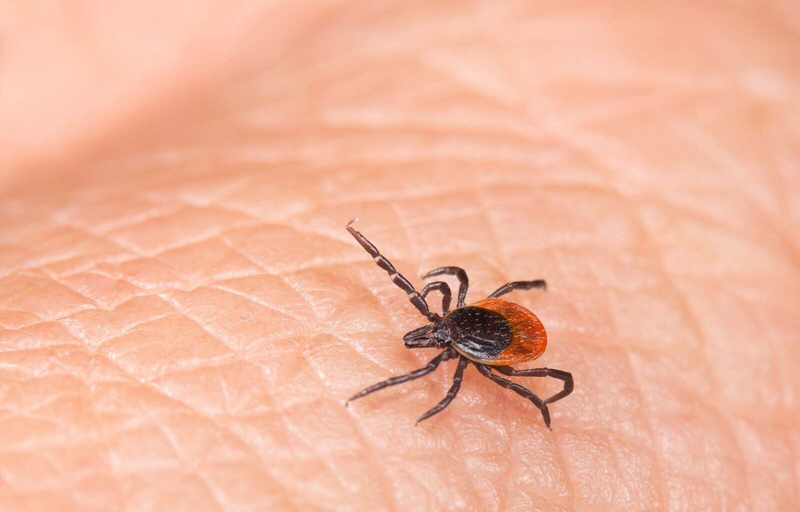 This tick-borne disease continues to rise in Pennsylvania – Butler Eagle