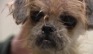 Dog found in West Philly trash gets second chance