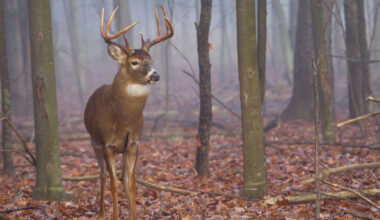 Pennsylvania Game Commission Meeting: 2026-27 Hunting Rule Changes