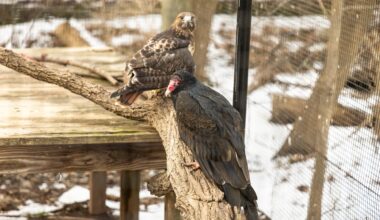 Stan, a 20-year-old female turkey vulture (front), and Hunter, a 22-year-old female red-tailed hawk (back) at the Elmwood Park Zoo in Norristown, Pa.