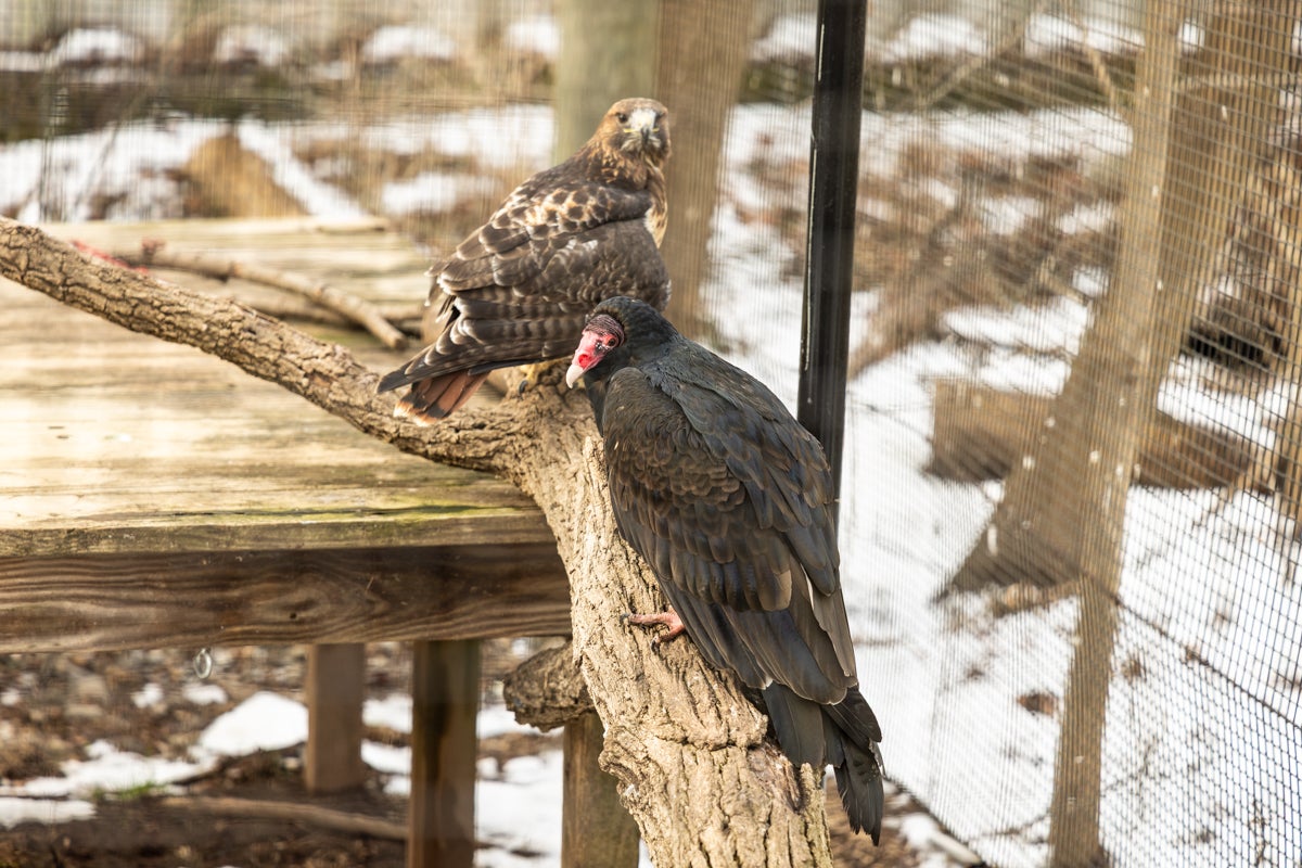 Stan, a 20-year-old female turkey vulture (front), and Hunter, a 22-year-old female red-tailed hawk (back) at the Elmwood Park Zoo in Norristown, Pa.
