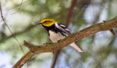 Bird-watching backpacks now available at every Free Library of Philadelphia branch