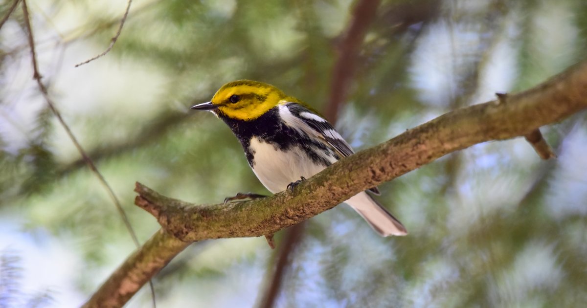 Bird-watching backpacks now available at every Free Library of Philadelphia branch
