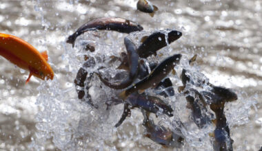 Trout stocking is right around the corner in Pennsylvania | News, Sports, Jobs