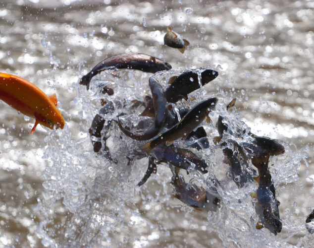 Trout stocking is right around the corner in Pennsylvania | News, Sports, Jobs