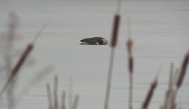 Gov. Shapiro meeting with farmers, agriculture officials as Pennsylvania bird flu cases spread