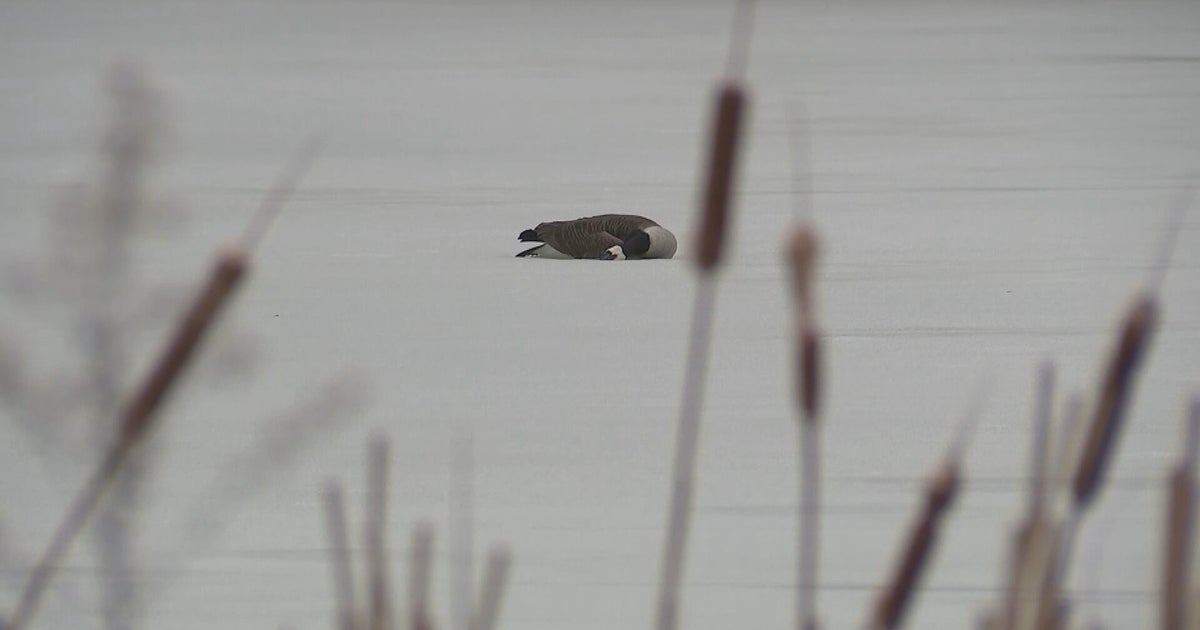 Gov. Shapiro meeting with farmers, agriculture officials as Pennsylvania bird flu cases spread
