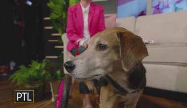 Boone the beagle is back with a brand-new children's book