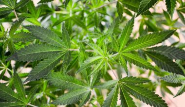 Pennsylvania Governor Pushes Lawmakers To Legalize Marijuana, Saying 'Softening' Of Federal Policy Under Trump Clears The Way