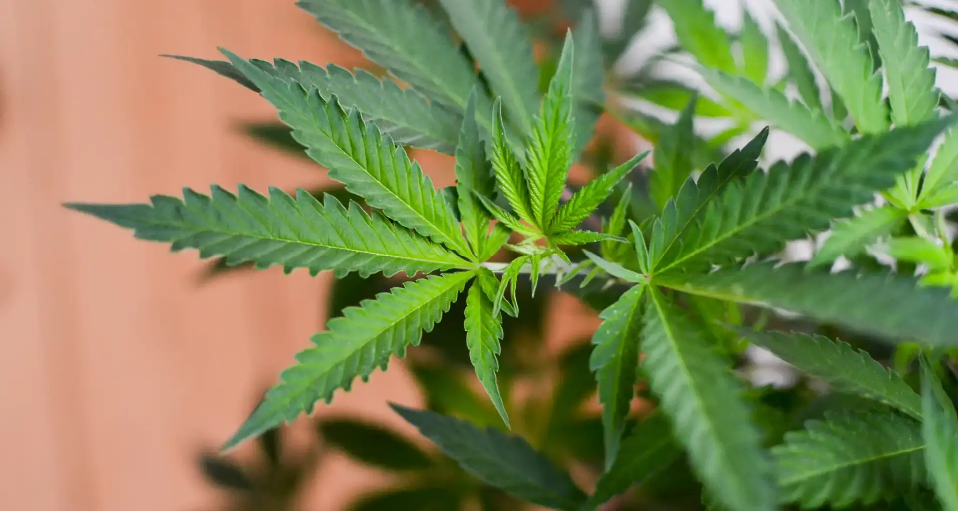 Legalizing Marijuana In Pennsylvania Would Generate Almost Half A Billion Dollars In Revenue By 2028 Under Governor's Plan, State Analysis Finds