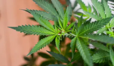 Legalizing Marijuana In Pennsylvania Would Generate Almost Half A Billion Dollars In Revenue By 2028 Under Governor's Plan, State Analysis Finds