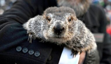 Punxsutawney Phil makes Groundhog Day weather prediction in Pennsylvania