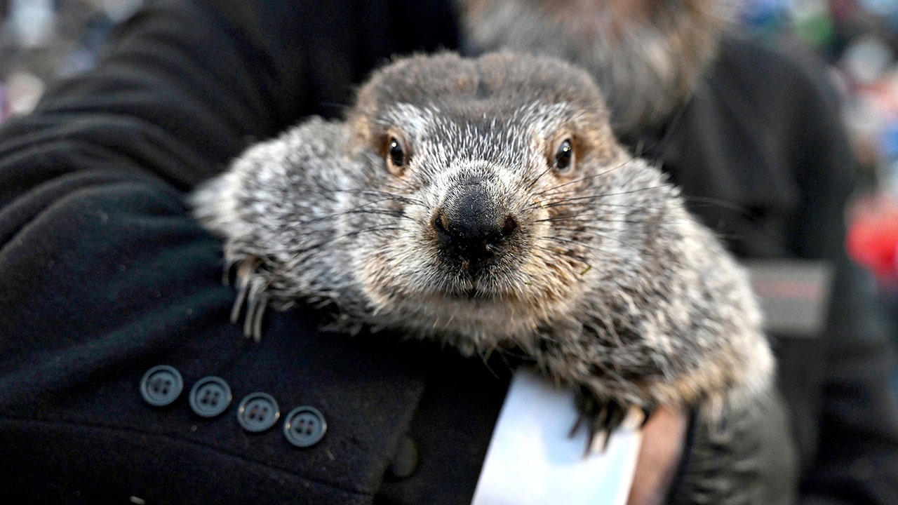 Punxsutawney Phil makes Groundhog Day weather prediction in Pennsylvania