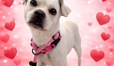 Spotlight on adoptable pets in the Lehigh Valley