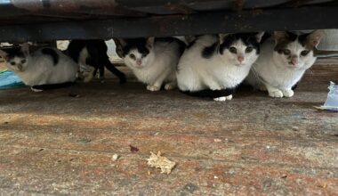 ACCT Philly rescues 30 cats from South Philly residence