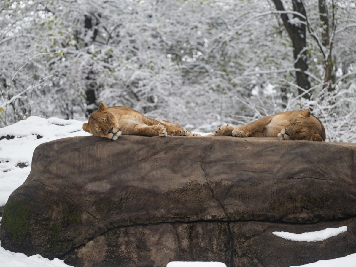 Our favorite free or cheap things to do for Valentine’s Day in Pittsburgh