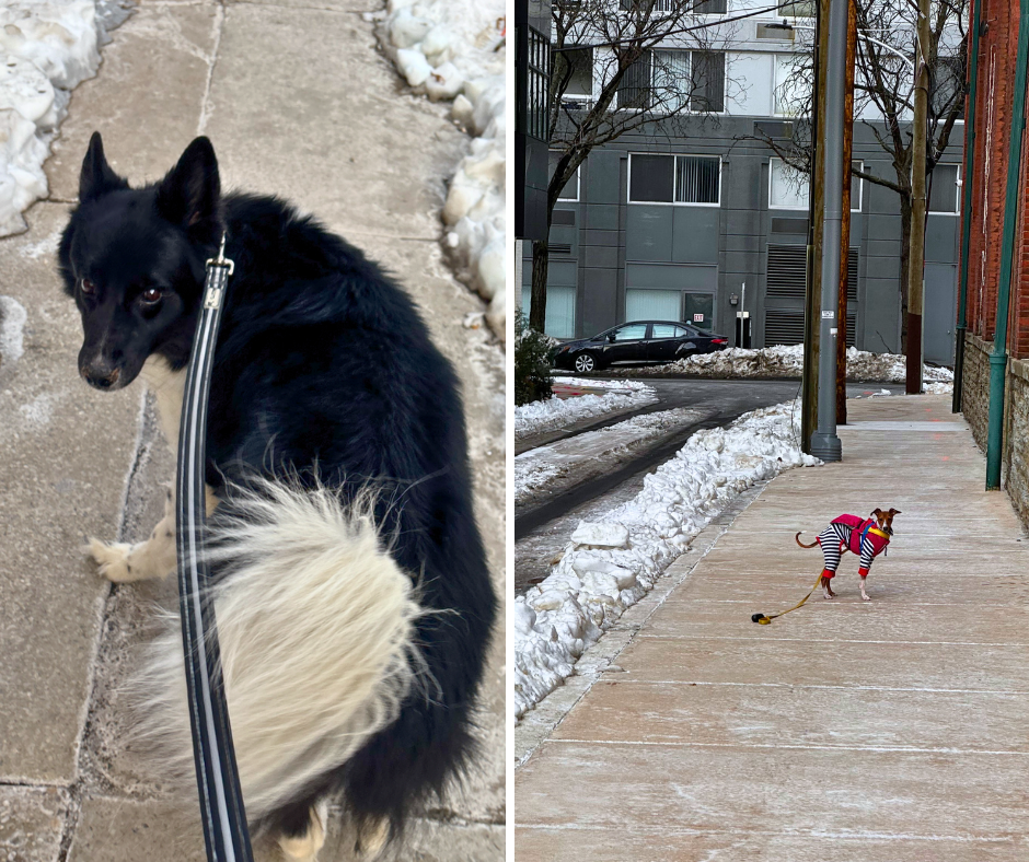 Left: Angela and Karl Wagners’ dog, Laszlo. (Photo courtesy of the Wagners’) Right: Gabe Dell’s dog, Vinny. (Photo courtesy of Dell)