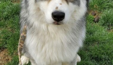 Spotlight on adoptable pets in the Lehigh Valley