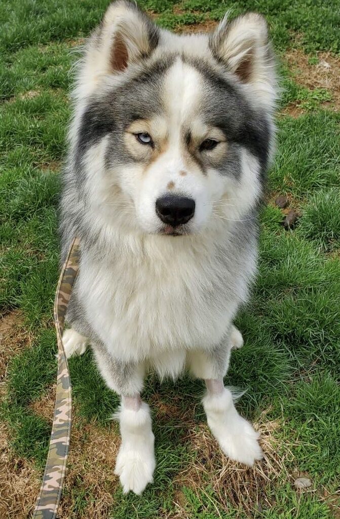 Spotlight on adoptable pets in the Lehigh Valley