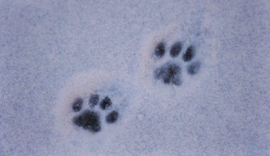 Snow melts in Philly, but why is there so much dog poop?