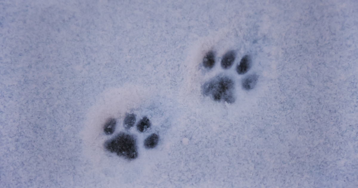 Snow melts in Philly, but why is there so much dog poop?