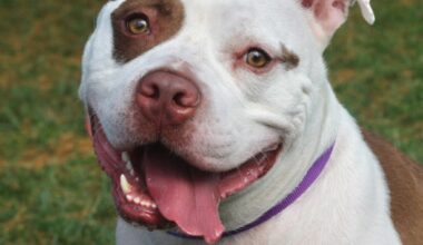 Spotlight on adoptable pets in the Lehigh Valley