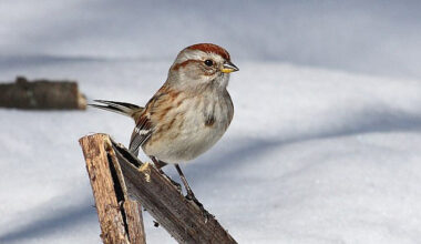 Bird of the Month: American Tree Sparrow