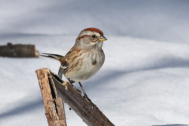 Bird of the Month: American Tree Sparrow