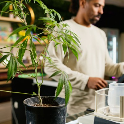 New legislation can ensure a safe cannabis framework for Pennsylvania