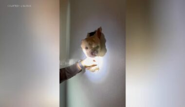 French bulldog freed after tumbling through attic into second-floor wall in Pennsylvania home