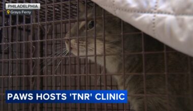 Pennsylvania Animal Welfare Society hosts free clinics in honor of World Spay Day