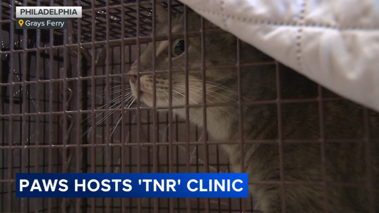 Pennsylvania Animal Welfare Society hosts free clinics in honor of World Spay Day