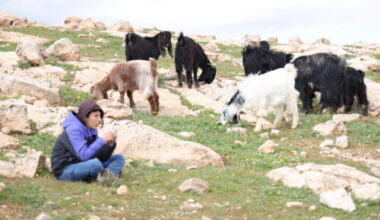 Colonizers Try to Steal Sheep Near Bethlehem |