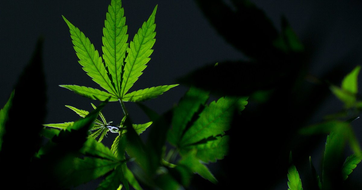 When will Pennsylvania legalize marijuana? Advocates says it's a long shot in 2026