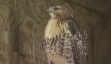 SPCA Serving Erie County seeking wildlife volunteers