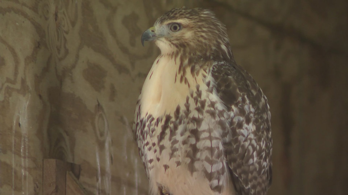 SPCA Serving Erie County seeking wildlife volunteers