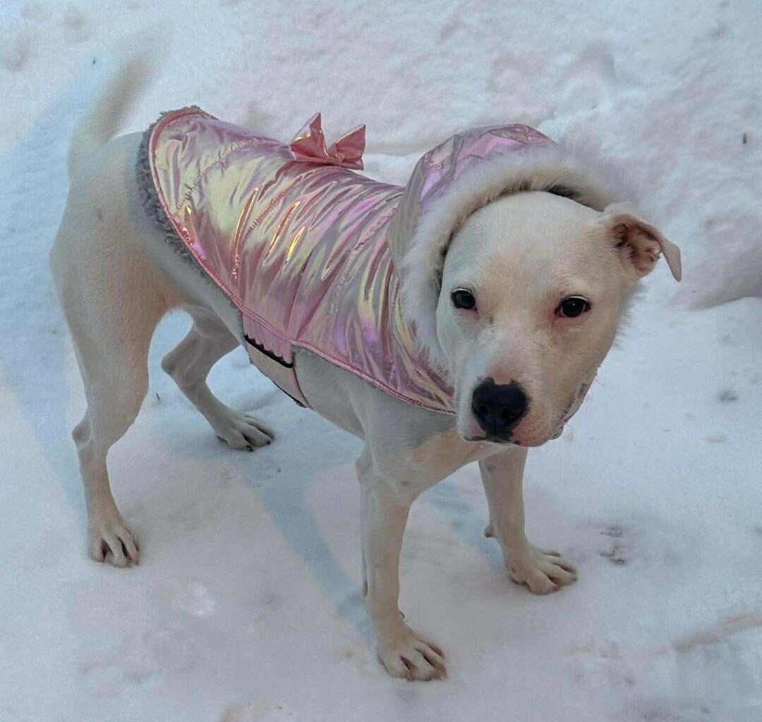 Echo wants love and affection