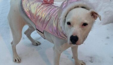 Echo wants love and affection