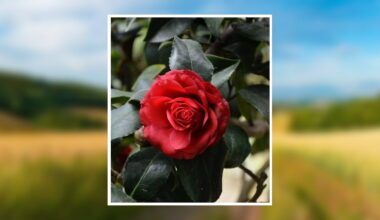 Betty Ann French Neal Obituary February 23, 2026